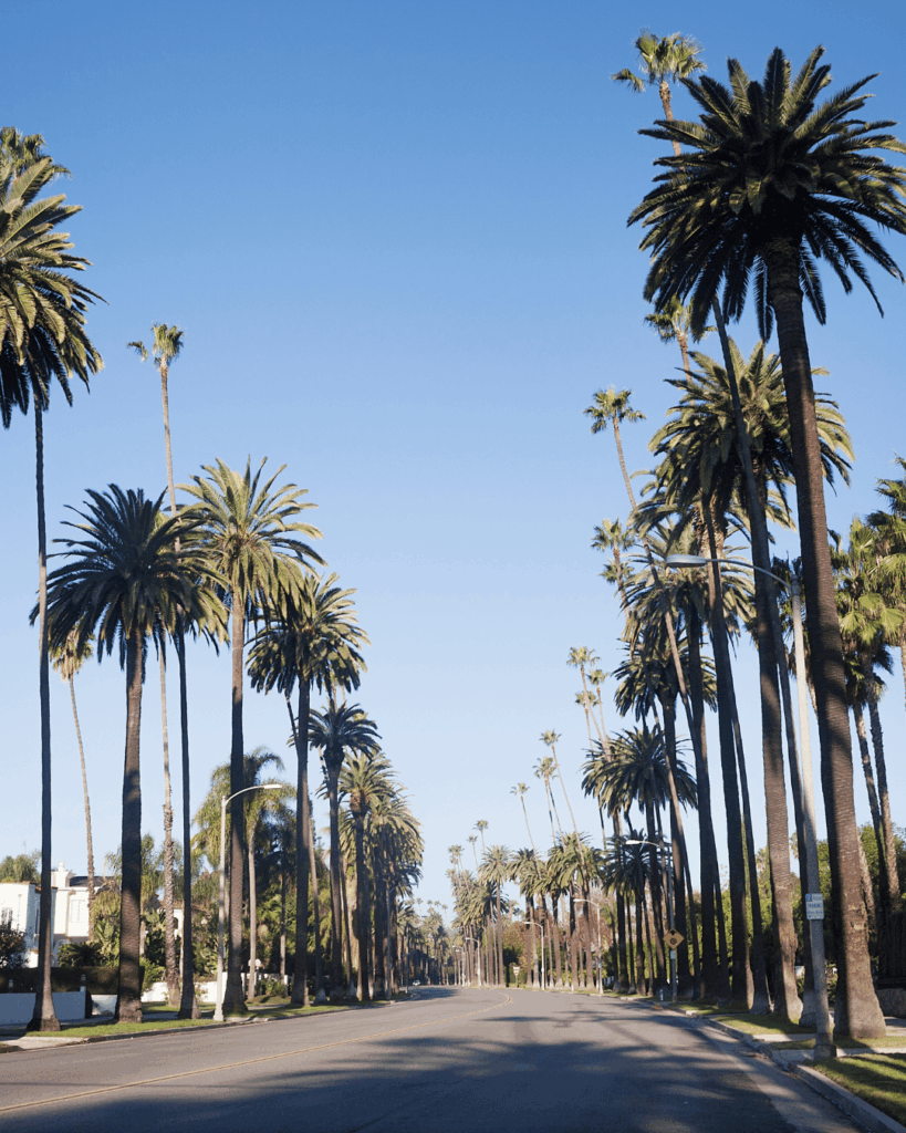 Palm-lined street in Rolling Hills, California