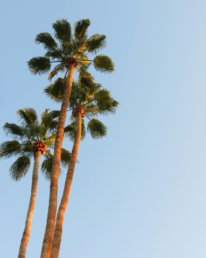 Palm trees in Costa Mesa, California representing estate planning and probate legal services