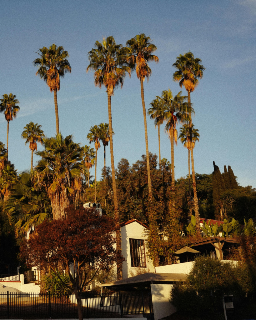 Residential neighborhood with palm trees in Gardena, California